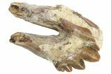 Fossil Primitive Whale (Basilosaur) Molar - Morocco #225357-1